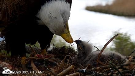 VINS Bald Eagles Nest Live Cams - May 12, 2026, 9:57am EDT