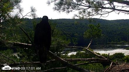 VINS Bald Eagles Nest Live Cams - Jul 23, 2026, 9:17am EDT