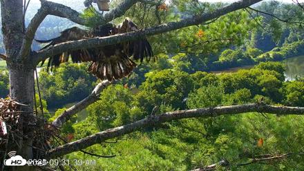 VINS Bald Eagles Nest Live Cams - Jul 26, 2026, 9:32am EDT