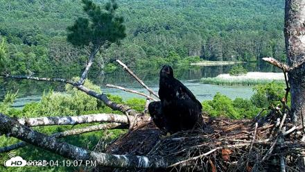 VINS Bald Eagles Nest Live Cams - Jul 1, 2026, 4:19pm EDT