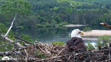 VINS Bald Eagles Nest Live Cams - May 23, 2026, 7:33pm EDT