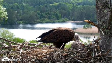 VINS Bald Eagles Nest Live Cams - May 20, 2026, 10:53am EDT