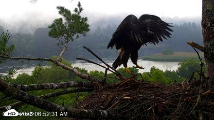 VINS Bald Eagles Nest Live Cams - Jul 1, 2026, 6:53am EDT