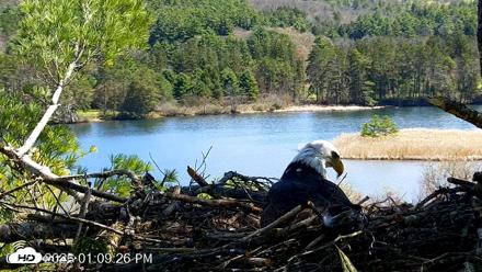 VINS Bald Eagles Nest Live Cams - Apr 27, 2026, 1:10pm EDT