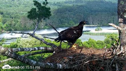 VINS Bald Eagles Nest Live Cams - Jul 2, 2026, 6:16pm EDT