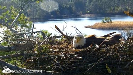 VINS Bald Eagles Nest Live Cams - Apr 24, 2026, 8:03am EDT