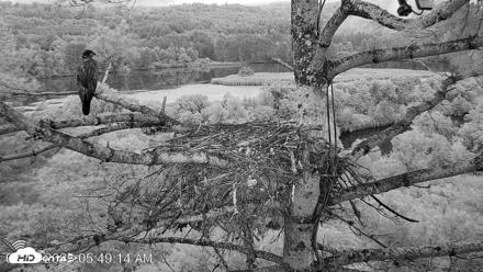 VINS Bald Eagles Nest Live Cams - Aug 18, 2026, 5:49am EDT