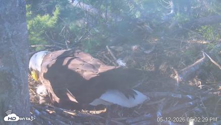 VINS Bald Eagles Nest Live Cams - May 12, 2026, 5:03pm EDT