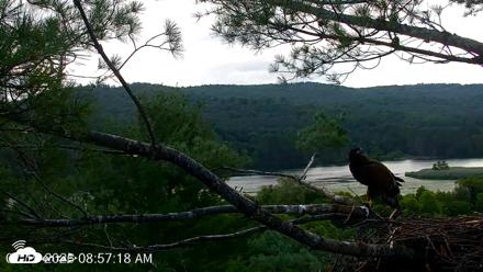VINS Bald Eagles Nest Live Cams - Jul 19, 2026, 8:59am EDT