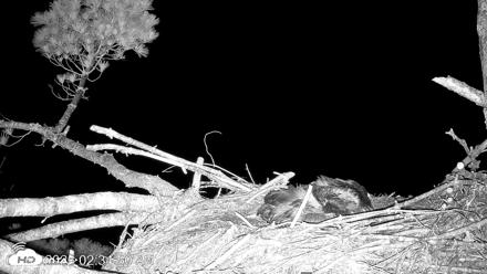 VINS Bald Eagles Nest Live Cams - Jun 24, 2026, 2:36am EDT