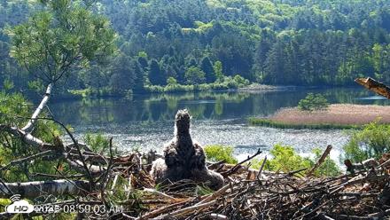 VINS Bald Eagles Nest Live Cams - May 26, 2026, 8:59am EDT