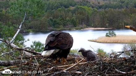 VINS Bald Eagles Nest Live Cams - May 11, 2026, 7:45pm EDT