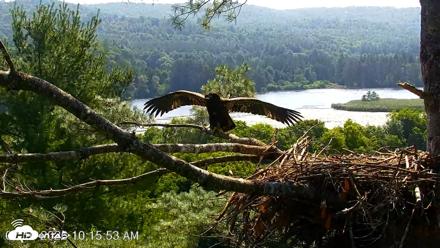 VINS Bald Eagles Nest Live Cams - Jul 16, 2026, 10:16am EDT