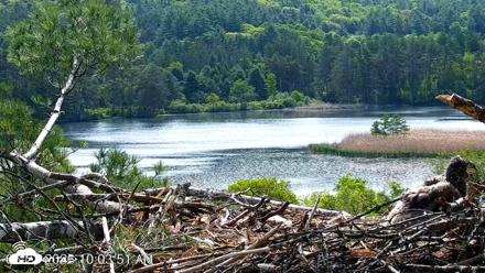 VINS Bald Eagles Nest Live Cams - May 27, 2026, 10:04am EDT