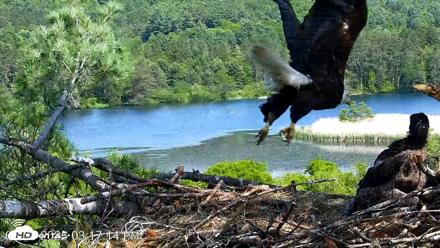 VINS Bald Eagles Nest Live Cams - Jun 4, 2026, 3:17pm EDT