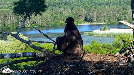 VINS Bald Eagles Nest Live Cams - Jun 29, 2026, 6:18pm EDT