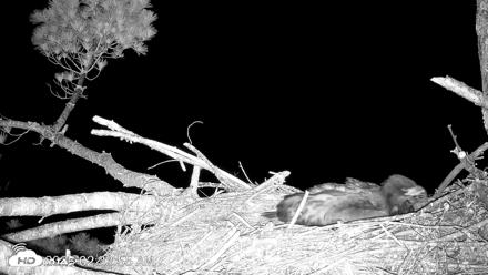VINS Bald Eagles Nest Live Cams - Jun 22, 2026, 2:34am EDT