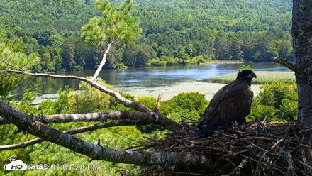 VINS Bald Eagles Nest Live Cams - Jul 24, 2026, 1:02pm EDT