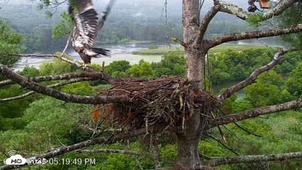 VINS Bald Eagles Nest Live Cams - Jul 29, 2026, 5:20pm EDT