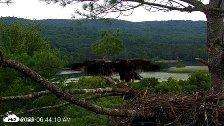 VINS Bald Eagles Nest Live Cams - Jul 18, 2026, 6:45am EDT