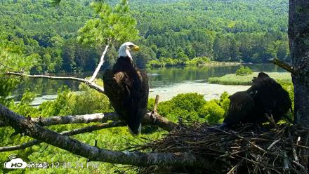 VINS Bald Eagles Nest Live Cams - Jul 24, 2026, 12:46pm EDT