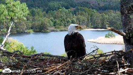VINS Bald Eagles Nest Live Cams - May 10, 2026, 1:58pm EDT