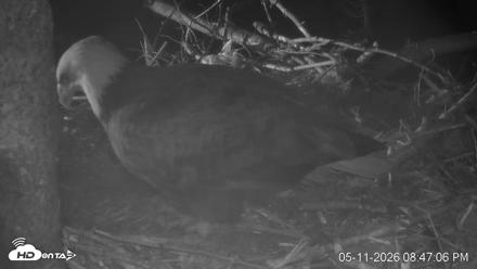 VINS Bald Eagles Nest Live Cams - May 11, 2026, 8:47pm EDT