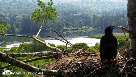 VINS Bald Eagles Nest Live Cams - Jul 1, 2026, 10:14am EDT