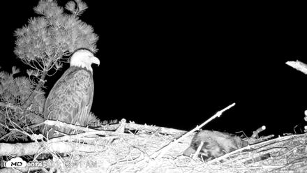 VINS Bald Eagles Nest Live Cams - Jun 3, 2026, 1:13am EDT