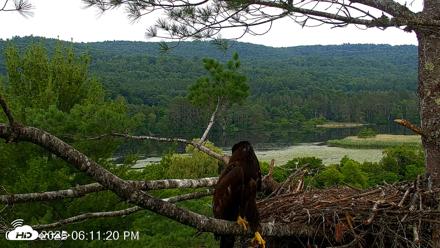 VINS Bald Eagles Nest Live Cams - Jul 13, 2026, 6:12pm EDT