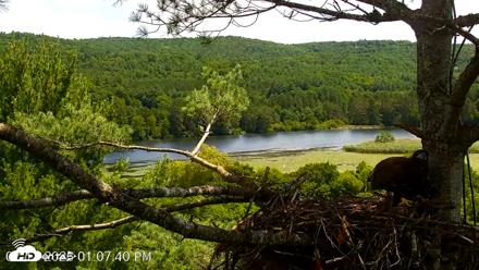 VINS Bald Eagles Nest Live Cams - Jul 17, 2026, 1:08pm EDT