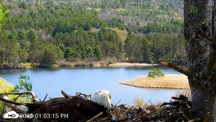 VINS Bald Eagles Nest Live Cams - Apr 28, 2026, 1:04pm EDT