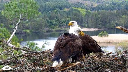 VINS Bald Eagles Nest Live Cams - May 13, 2026, 2:03pm EDT