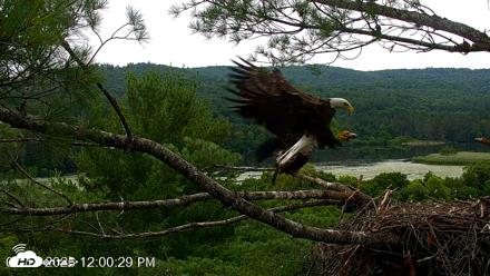 VINS Bald Eagles Nest Live Cams - Jul 18, 2026, 12:10pm EDT