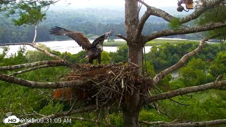 VINS Bald Eagles Nest Live Cams - Jul 28, 2026, 9:31am EDT