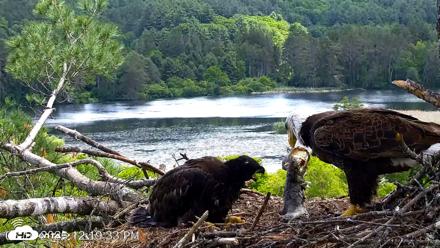 VINS Bald Eagles Nest Live Cams - Jun 16, 2026, 12:20pm EDT