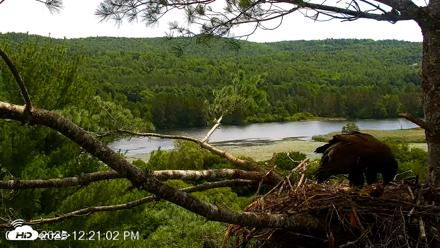 VINS Bald Eagles Nest Live Cams - Jul 17, 2026, 12:21pm EDT