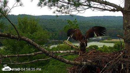 VINS Bald Eagles Nest Live Cams - Jul 7, 2026, 4:59pm EDT