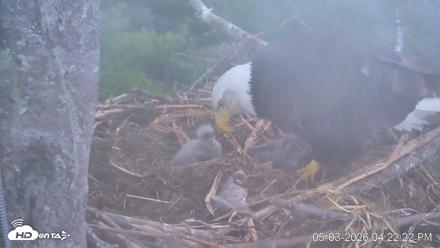 VINS Bald Eagles Nest Live Cams - May 3, 2026, 4:23pm EDT