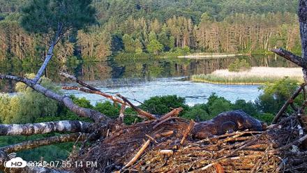 VINS Bald Eagles Nest Live Cams - Jun 24, 2026, 7:55pm EDT