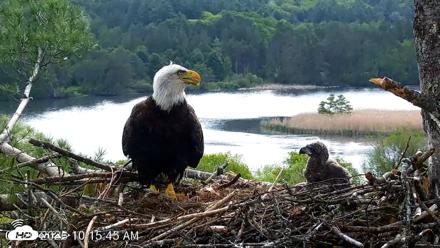 VINS Bald Eagles Nest Live Cams - May 20, 2026, 10:16am EDT
