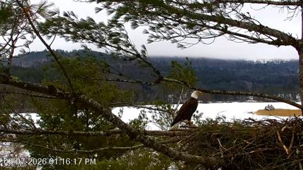 VINS Bald Eagles Nest Live Cams - Mar 7, 2026, 1:17pm EST