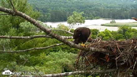 VINS Bald Eagles Nest Live Cams - Jul 15, 2026, 12:53pm EDT