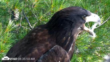 VINS Bald Eagles Nest Live Cams - Jul 26, 2026, 8:36am EDT