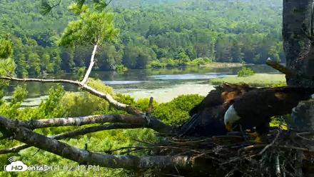 VINS Bald Eagles Nest Live Cams - Jul 27, 2026, 1:03pm EDT