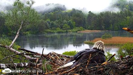 VINS Bald Eagles Nest Live Cams - May 25, 2026, 6:25am EDT