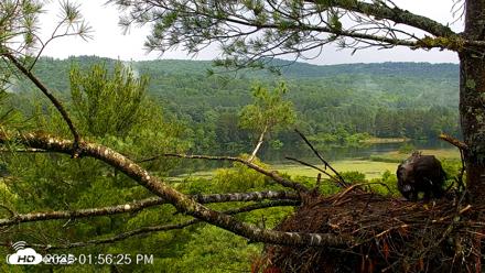 VINS Bald Eagles Nest Live Cams - Jul 4, 2026, 1:57pm EDT