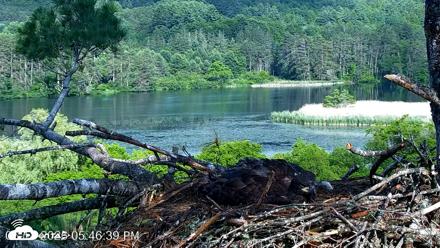 VINS Bald Eagles Nest Live Cams - Jun 18, 2026, 5:47pm EDT