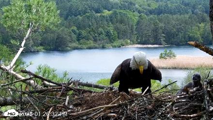 VINS Bald Eagles Nest Live Cams - May 19, 2026, 1:27pm EDT