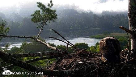 VINS Bald Eagles Nest Live Cams - Jul 2, 2026, 7:21am EDT